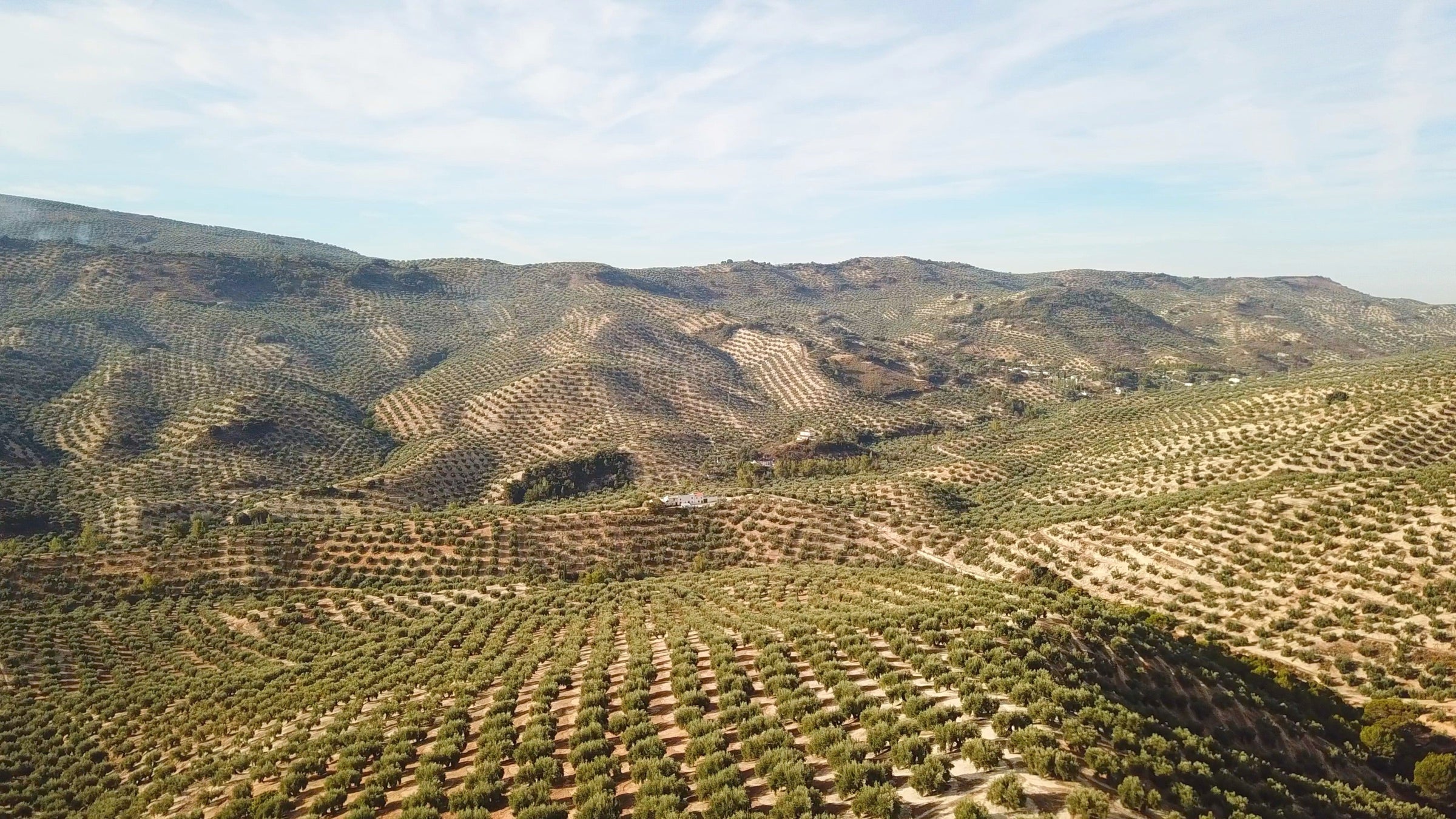 Mar de olivos de montana en Los Villares, Sierra Sur de Jaen