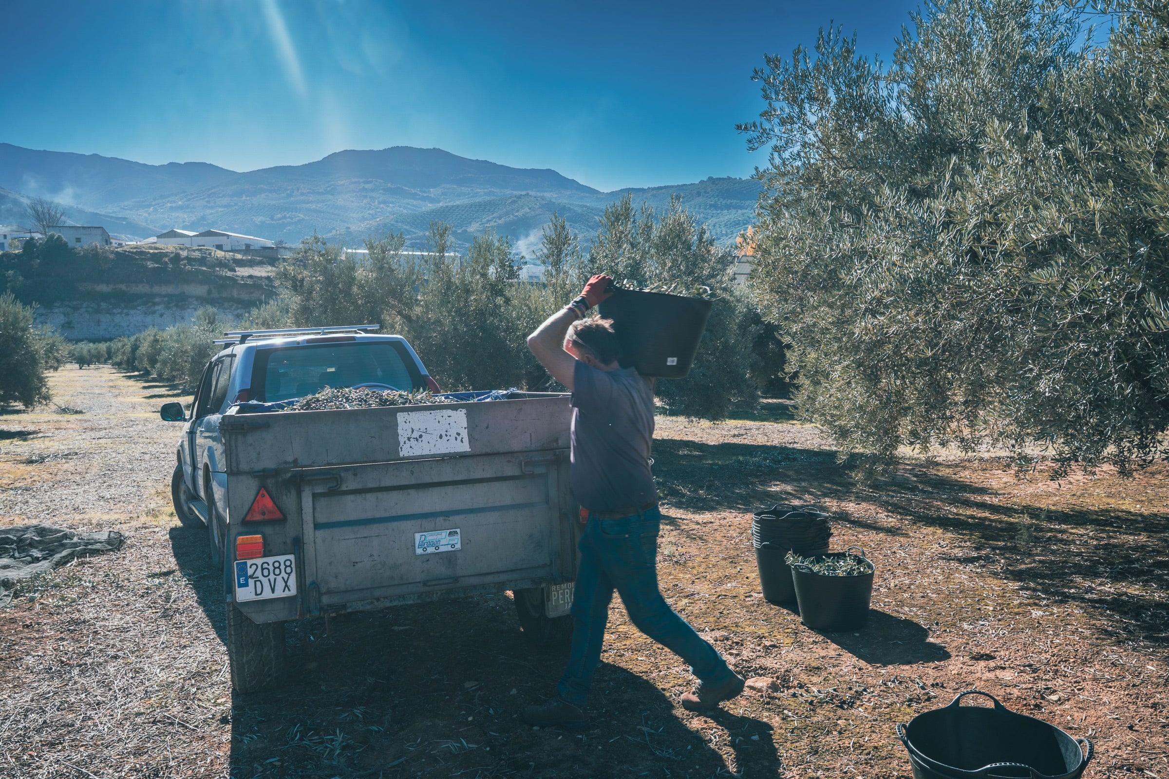 Olivar de montana con remolque de cosecha y la Sierra de la Pandera al fondo