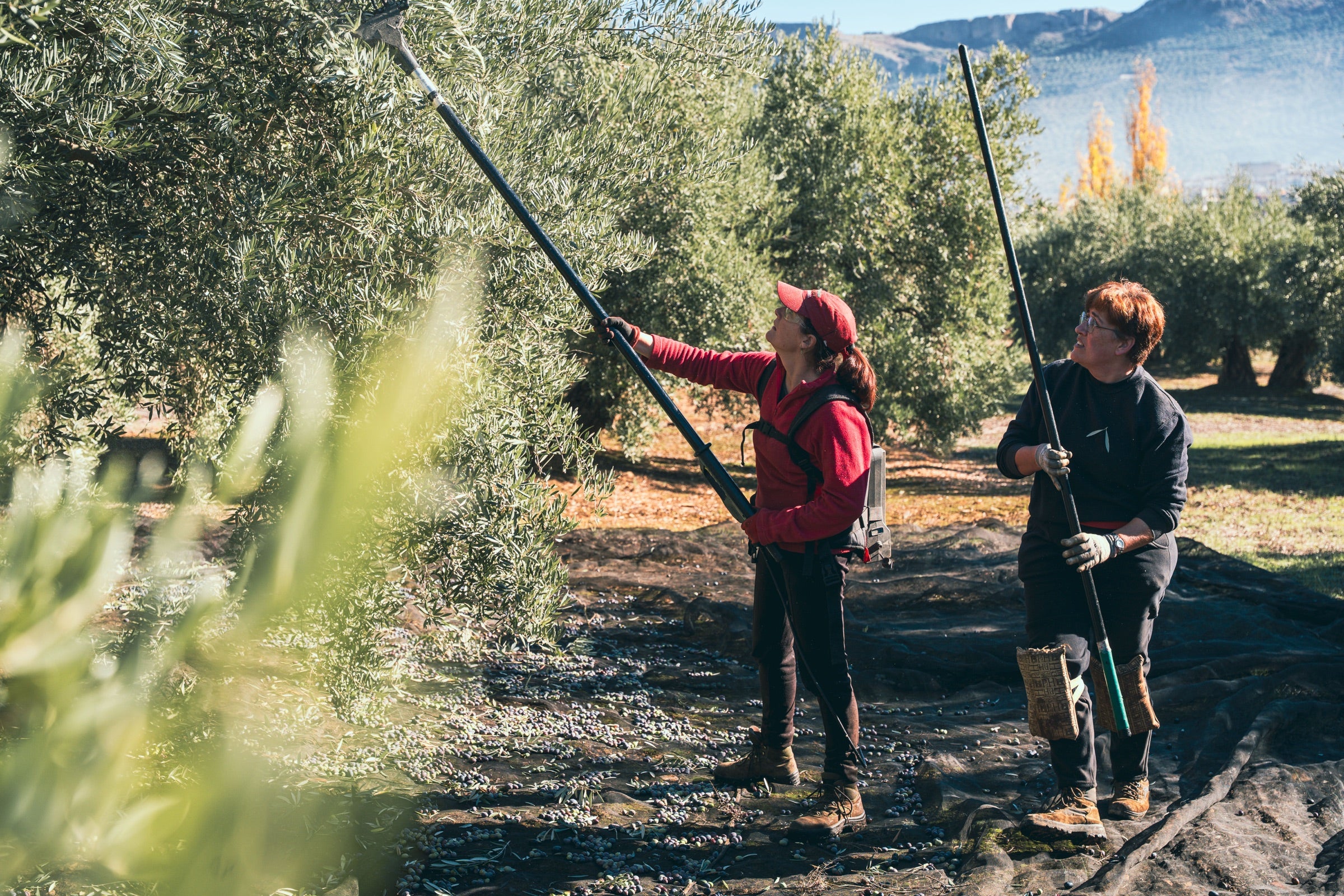 Dos socias vareando olivos con la sierra de Jaen al fondo