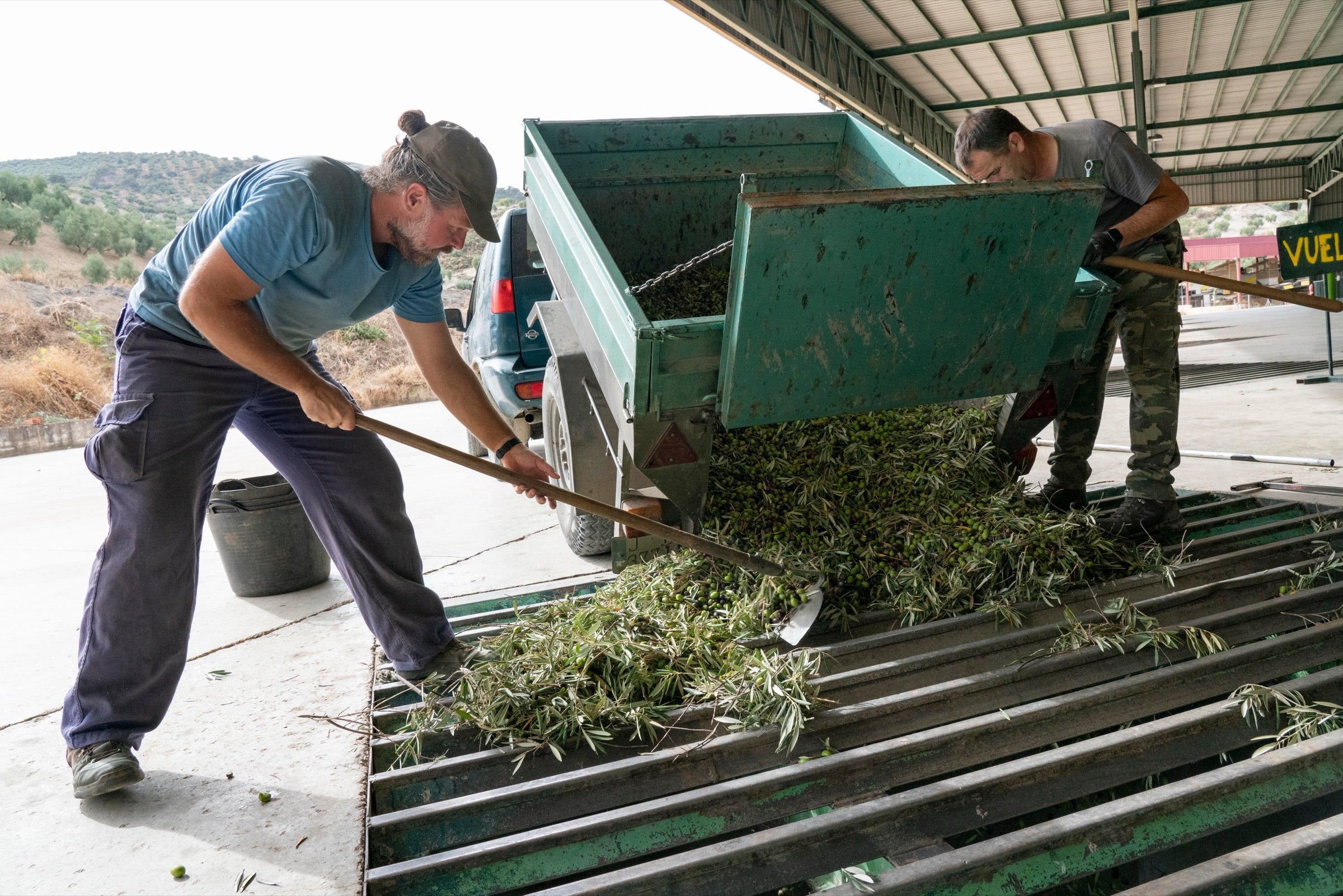 Socios de la cooperativa descargando su remolque de aceituna en el patio
