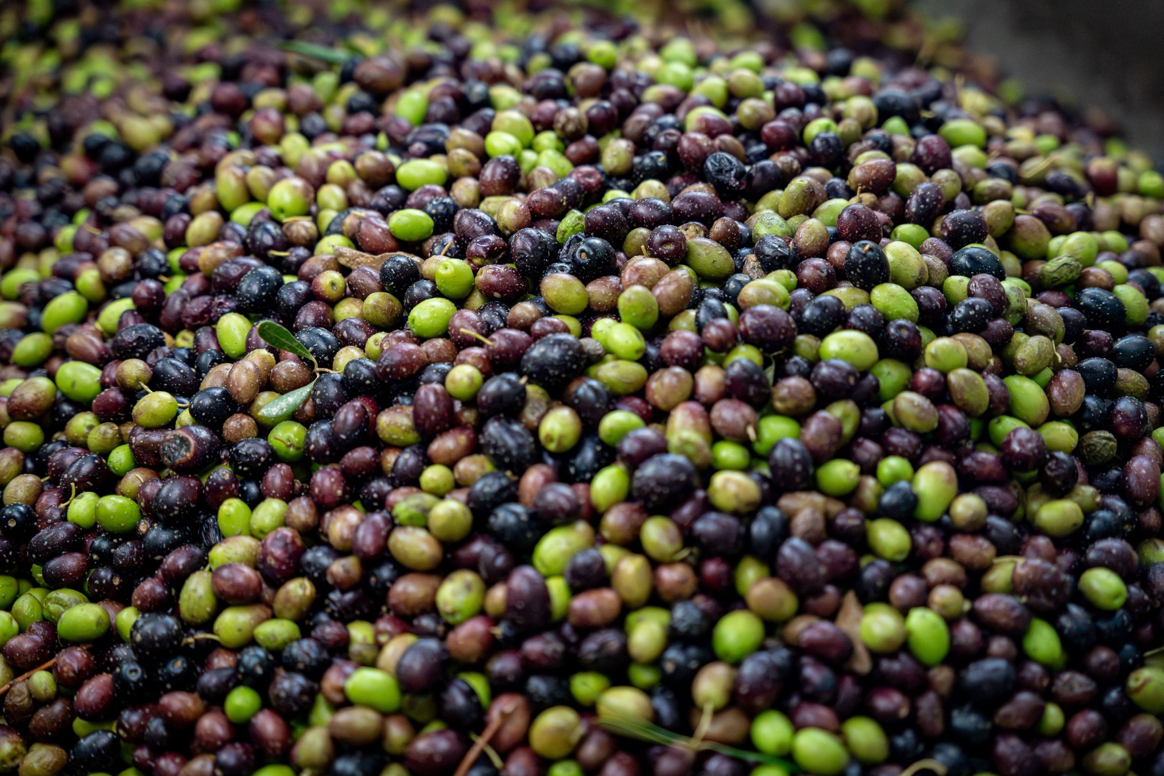 Textura de aceitunas picual verdes y moradas recien cosechadas
